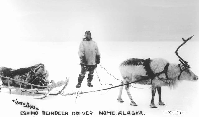 Eskimo driver and reindeer, Nome, Alaska 