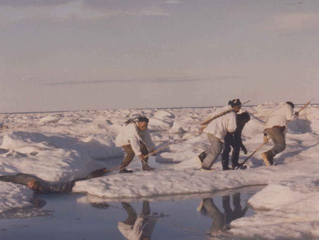 Kotzebue hunters returning with ugruk (bearded seal)