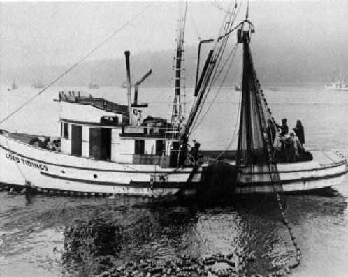 Pink salmon being harvested using  purse seiners
