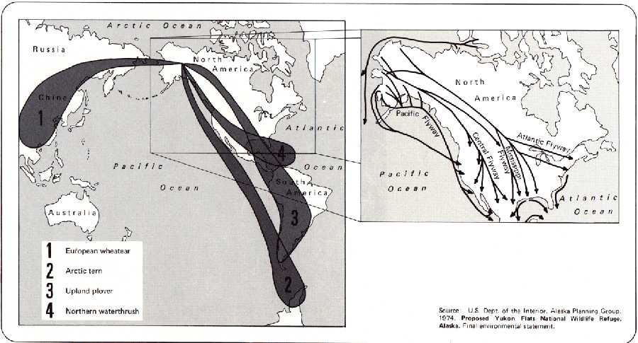 Waterfowl migration routes from Alaska