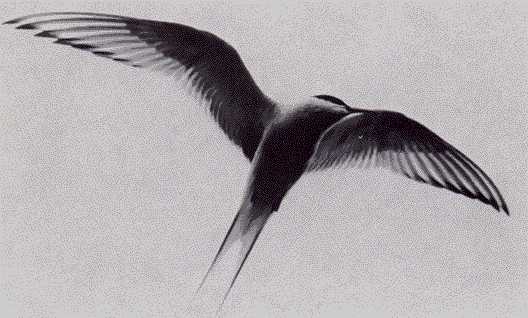 Artic Tern in flight
