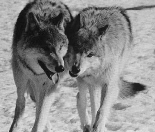 Gray Wolves in captivity